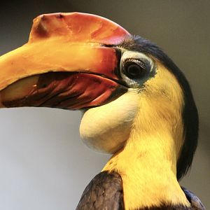 Wrinkled Hornbill (Rhabdotorrhinus corrugatus) male