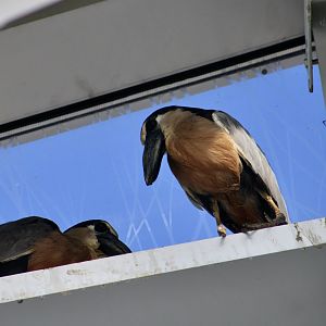Boat-Billed Heron (Cochlearius cochlearius)