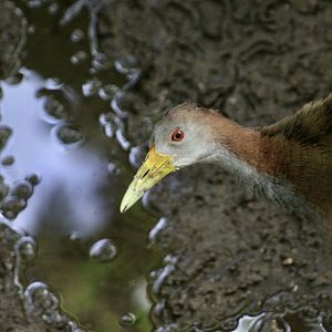 Giant Wood Rail (Aramides ypecaha)