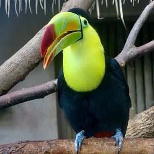 Keel-Billed Toucan (Ramphastos sulfuratus)