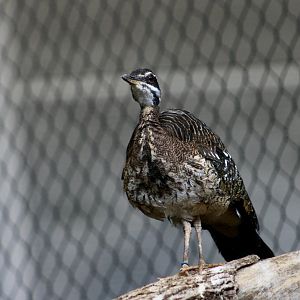 Sunbittern (Eurypyga helias)