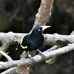 Yellow-Rumped Cacique (Cacicus cela)