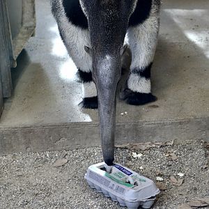 Giant Anteater (Myrmecophaga tridactyla) likes egg cartons?
