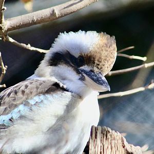 Laughing Kookaburra (Dacelo novaeguineae)