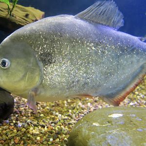 Black Spot Piranha (Pygocentrus cariba)
