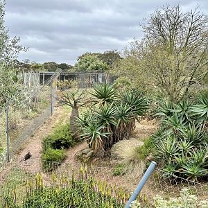 African Wild Dog Dens