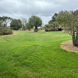 African Wild Dog Exhibit (Ground Level)