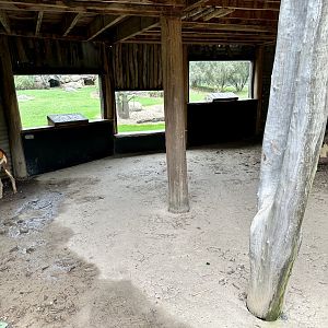 African Wild Dog Viewing Window