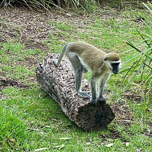 Vervet monkey (Chlorocebus pygerythrus)