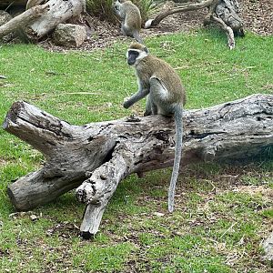 Vervet monkey (Chlorocebus pygerythrus)