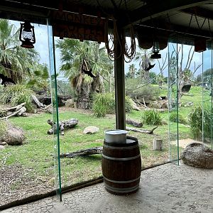 Vervet Monkey Viewing Window