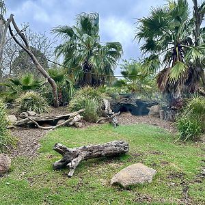 Vervet Monkey Exhibit