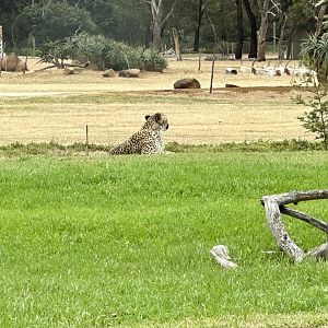 Cheetah Watching Oryx