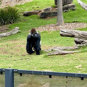 Motaba (Western lowland gorilla)