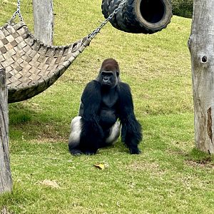 Yakini (Western lowland gorilla)