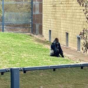 Gorilla Exhibit Wall