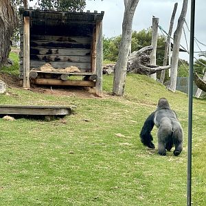Gorilla Exhibit
