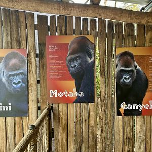 Gorilla Profiles