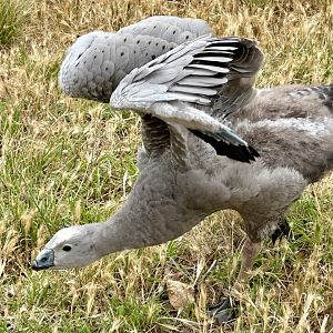 Cape Barren goose (Cereopsis novaehollandiae)