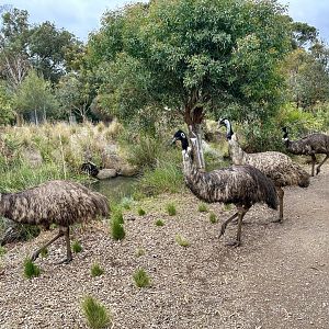 Emu Flock
