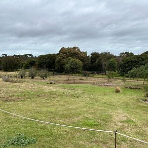 Grey Kangaroo Exhibit