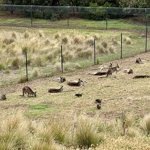 Grey Kangaroo Mob