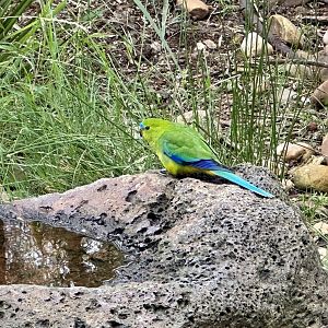 Orange-bellied parrot (Neophema chrysogaster)