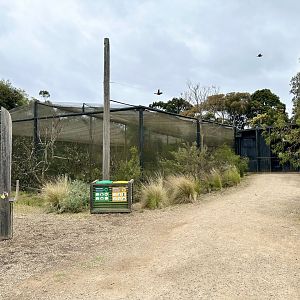 Orange-bellied Parrot Aviary