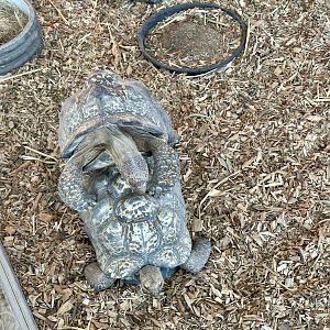 Leopard Tortoise Mating