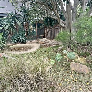 Leopard Tortoise Outdoor Exhibit