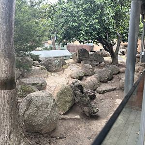 Slender-tailed Meerkat Exhibit