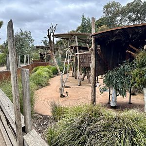Koala Exhibit