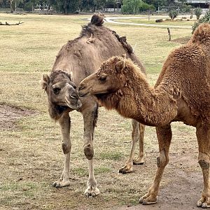 Dromedary camel (Camelus dromedarius)