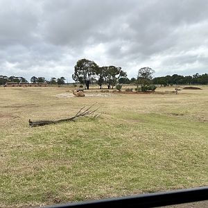 Dromedary Camel Exhibit