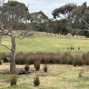 Indian Antelope Exhibit