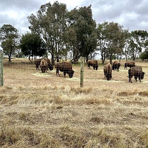 Bison Exhibit
