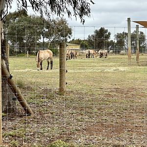 Przewalski’s Horse Exhibit