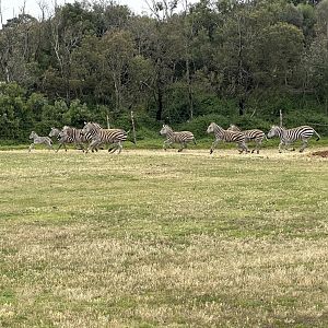Plains Zebra Herd Running