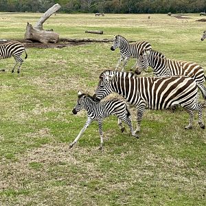 Newborn Plains Zebra
