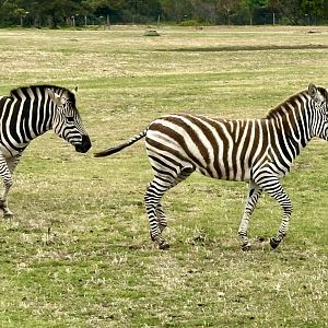 Plains zebra (Equus quagga)