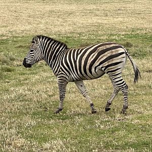 Plains zebra (Equus quagga)