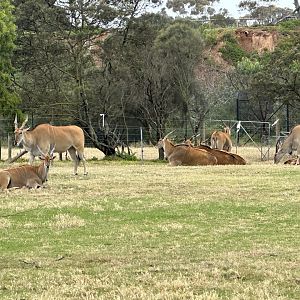Eland Herd