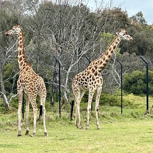 Giraffe (Giraffa camelopardalis)