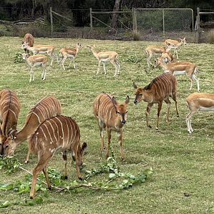 Lowland nyala and Indian antelope