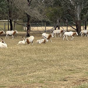 Scimitar-horned oryx (Oryx dammah)