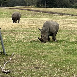 Southern white rhinoceros (Ceratotherium simum simum)