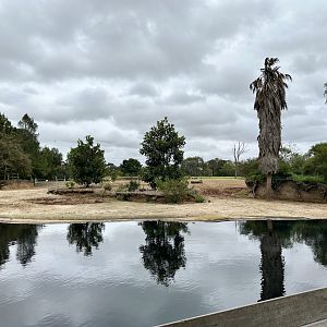 First Common Hippopotamus Exhibit