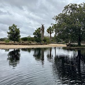 First Common Hippopotamus Exhibit