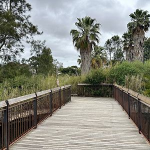 Kubu River Bridge (Common Hippopotamus Complex)