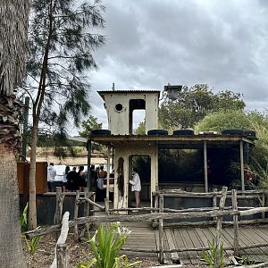 Kubu River Boat (Common Hippopotamus Complex)